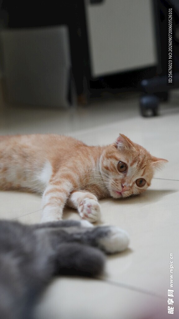 橘猫慵懒躺地玩毛绒玩具