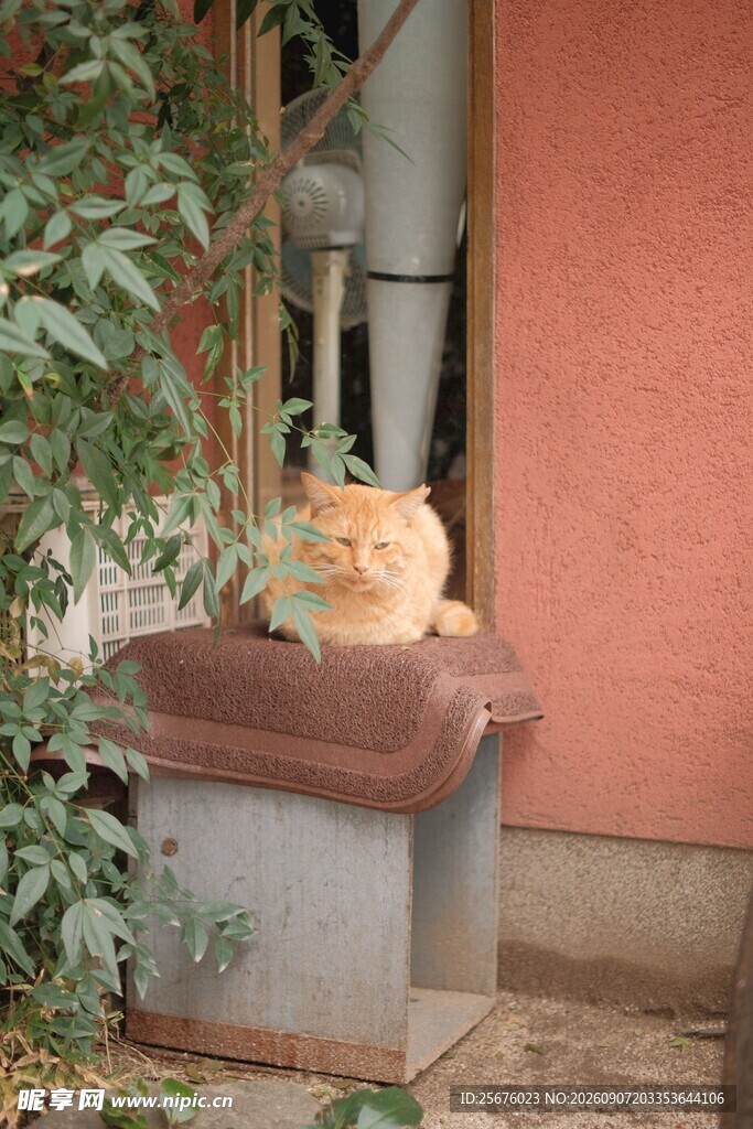 慵懒猫咪趴坐户外石台