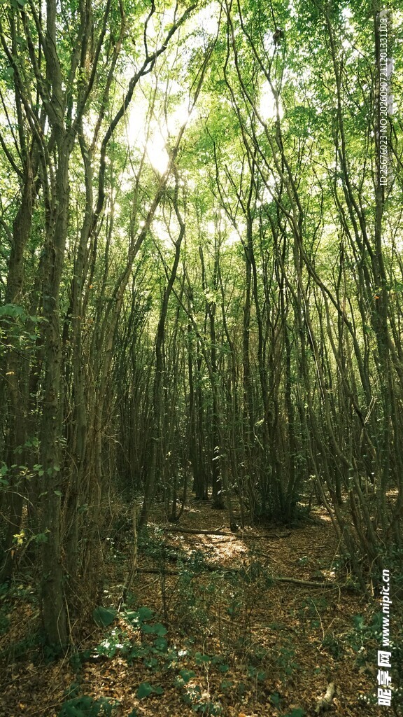 阳光洒落的静谧竹林小道