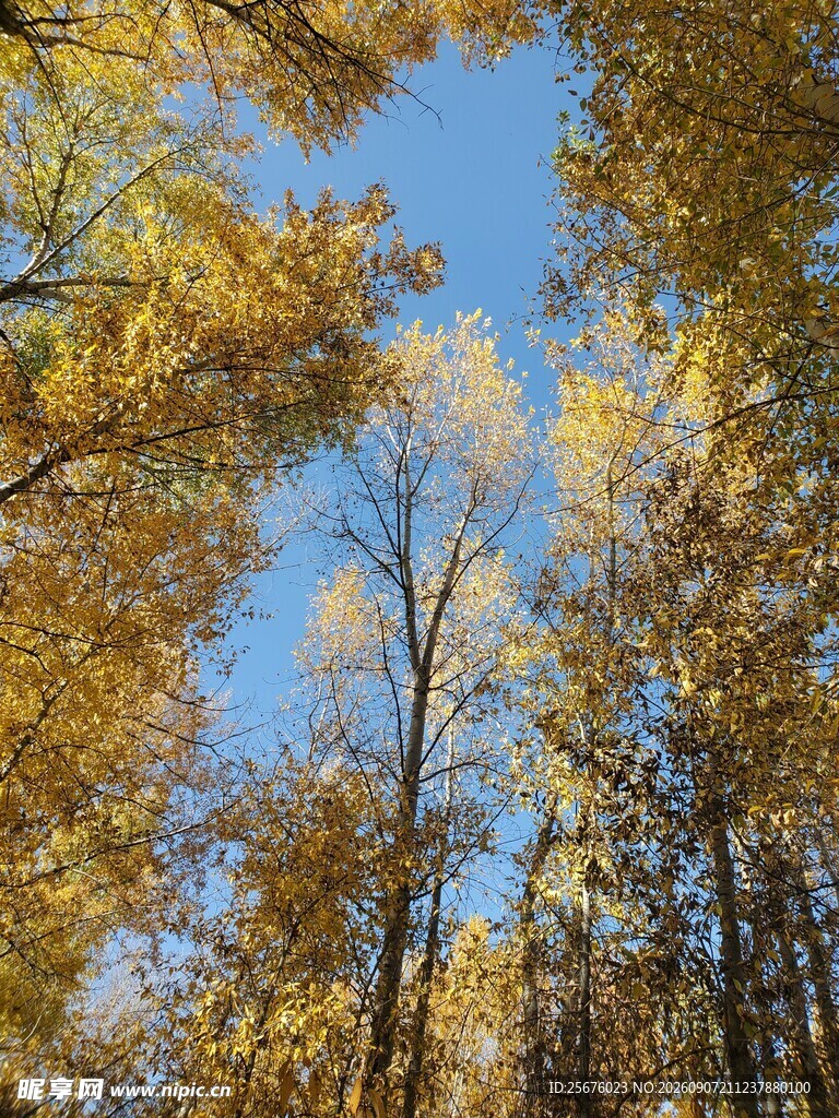 秋日金黄树林蓝天美景