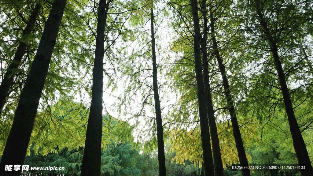 林间绿意挺拔树木景观