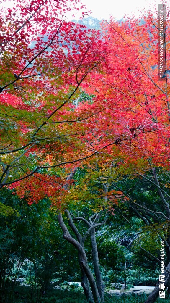 秋日红枫美景