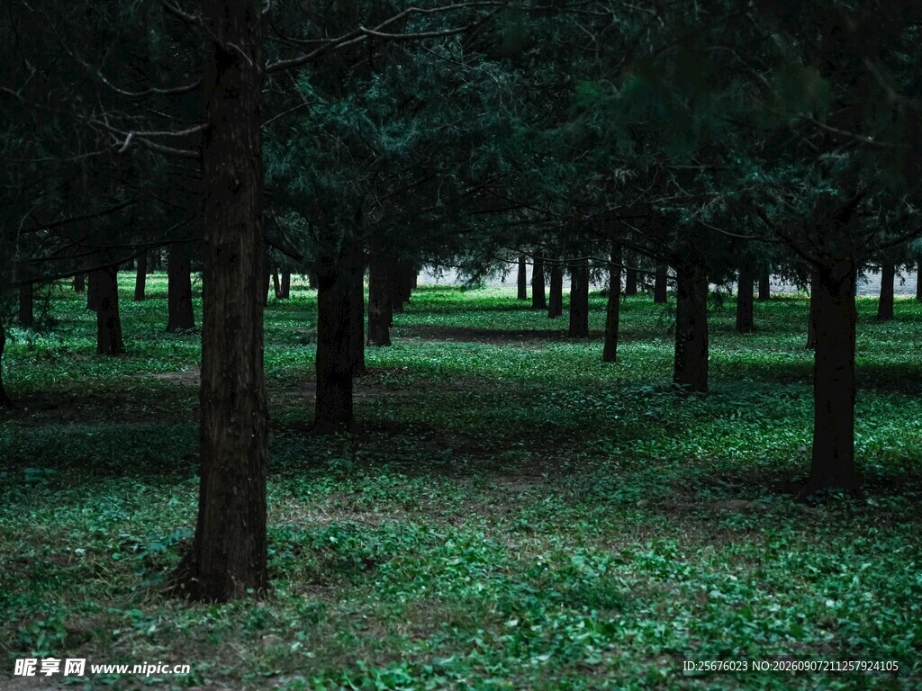 静谧林间草地风景
