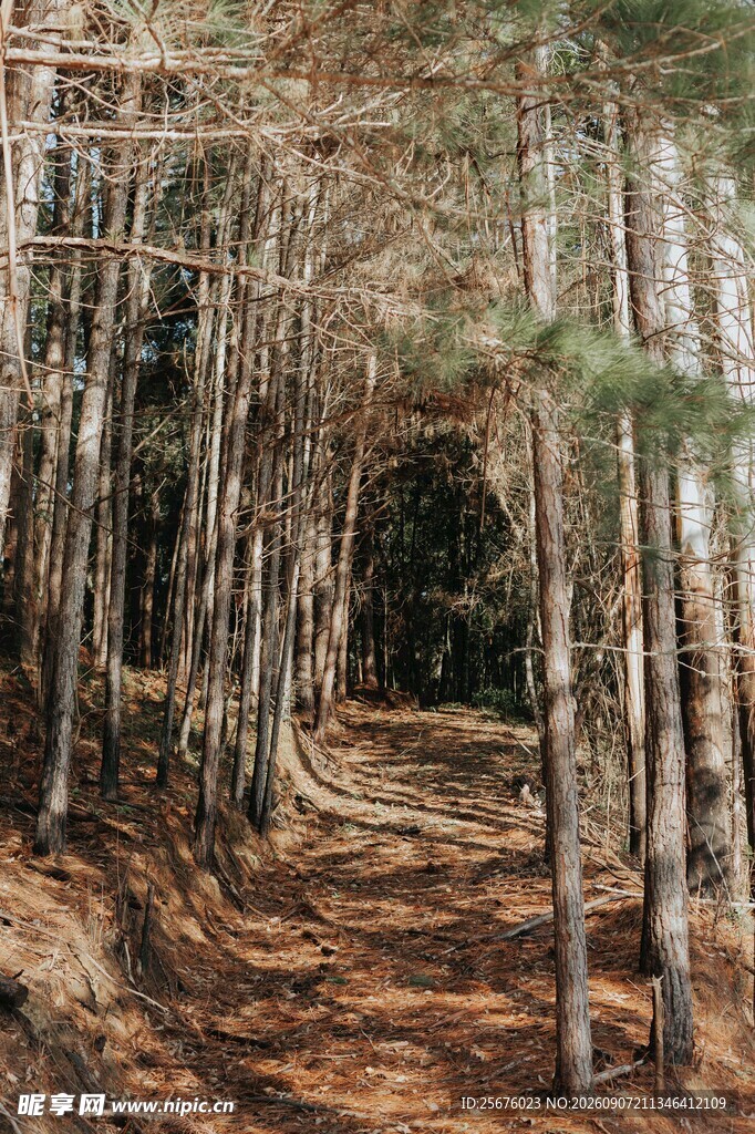 静谧林间小道