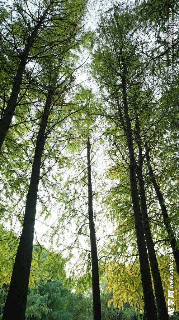 林间树木绿意盎然