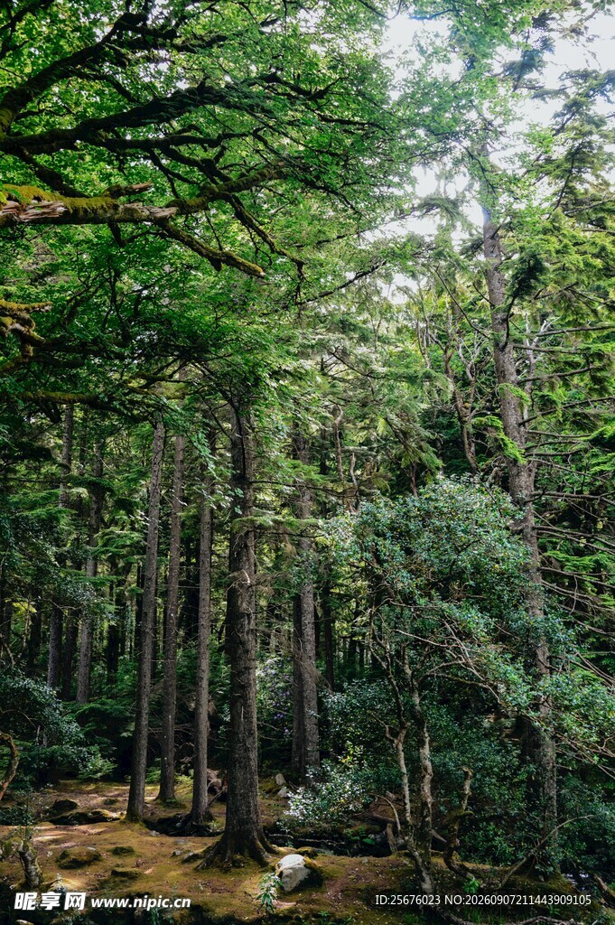茂密森林中的自然景致