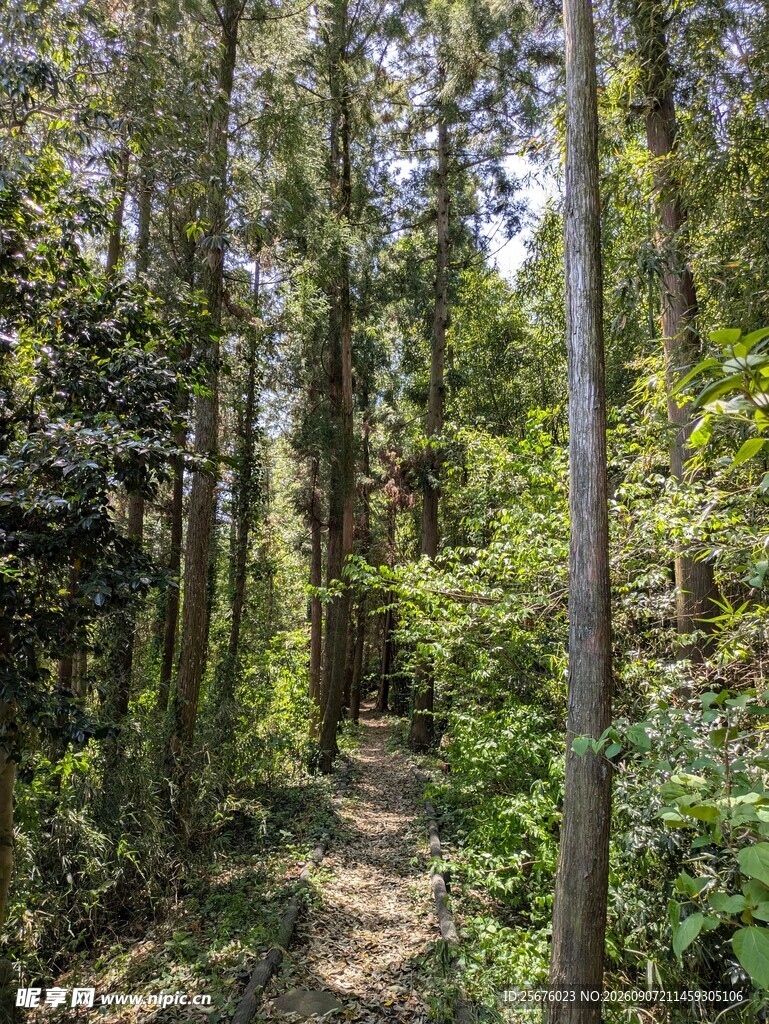 林间小径漫步自然之境
