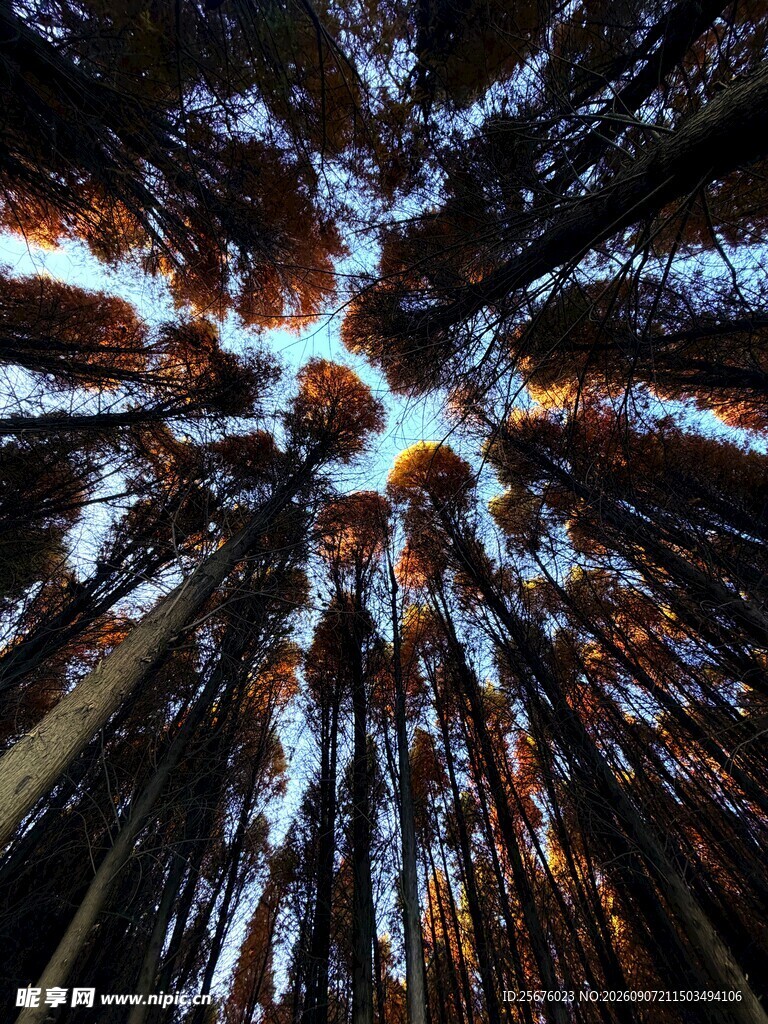 绚丽烟花绽放夜空