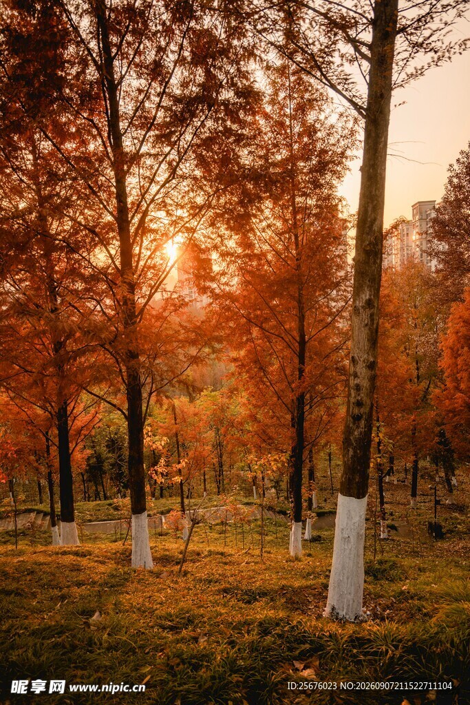 秋日林间夕照美景