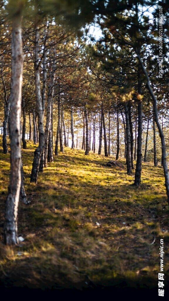 秋日林间光影美景