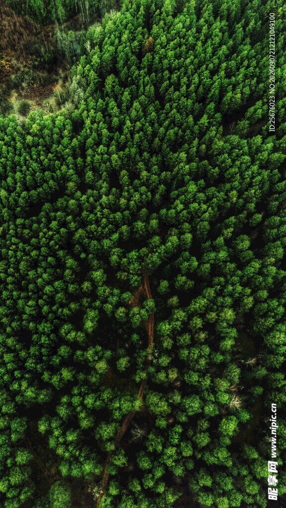 俯瞰茂密翠绿森林景观