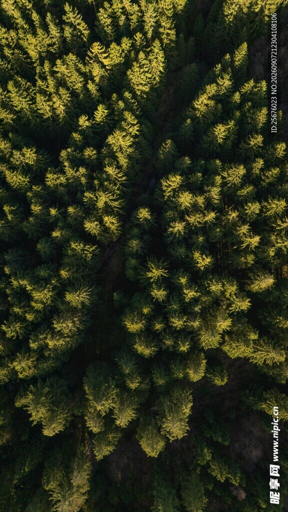 茂密绿植俯瞰景象