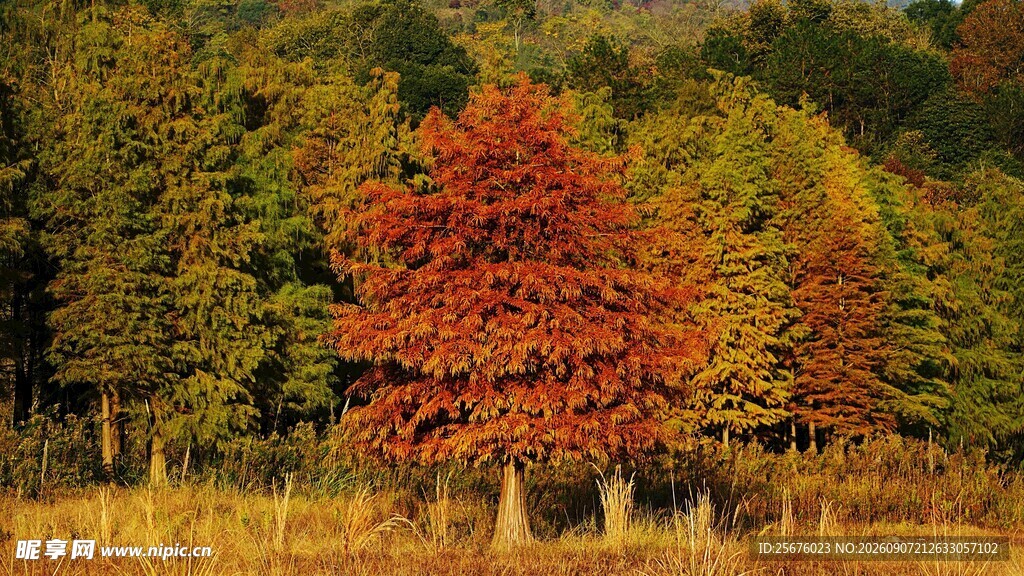 秋日山林绚烂彩叶景色