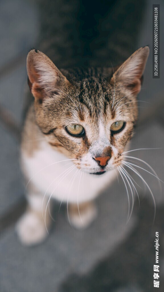 可爱猫咪特写