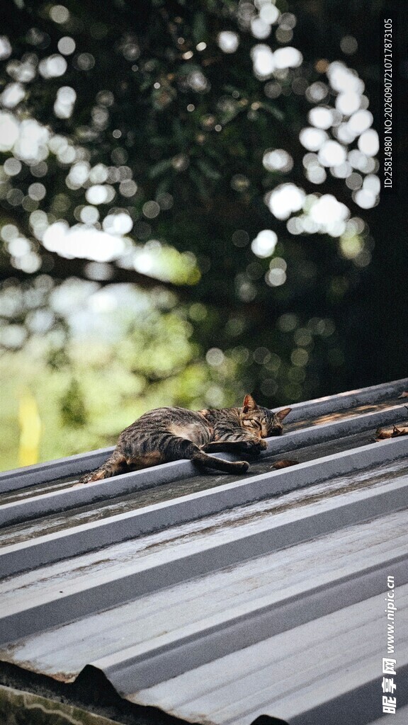 屋顶上的猫咪