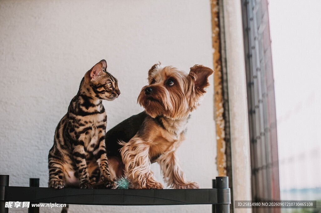两只萌宠猫咪与小狗