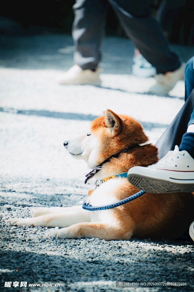 路边休憩的可爱柴犬