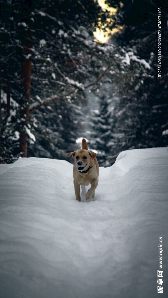 雪地中独行的狗狗