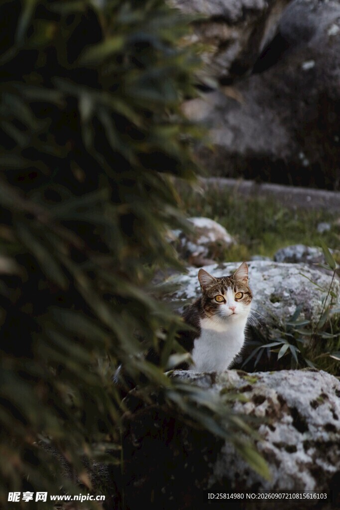 竹林中休憩的可爱猫咪