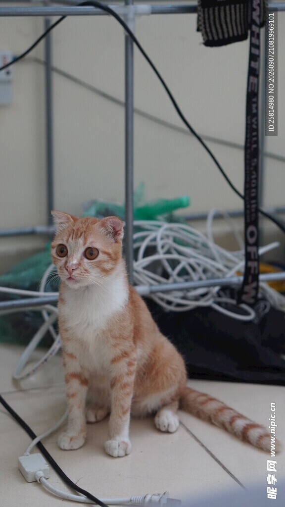可爱猫咪坐于杂乱线缆旁