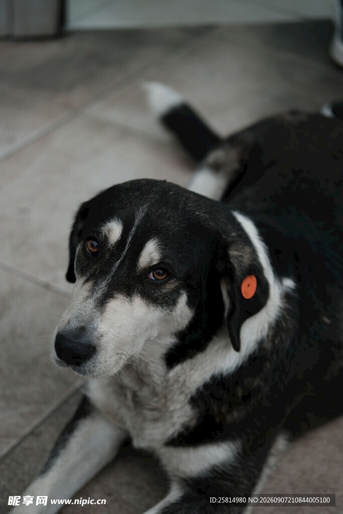 趴着的黑白花纹宠物犬