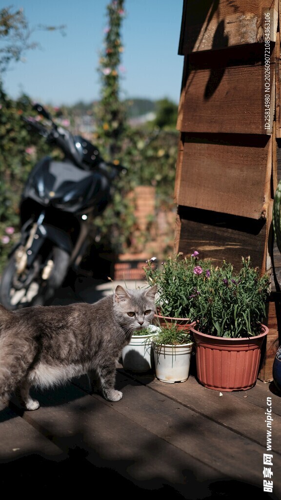 猫咪在绿植旁惬意休憩