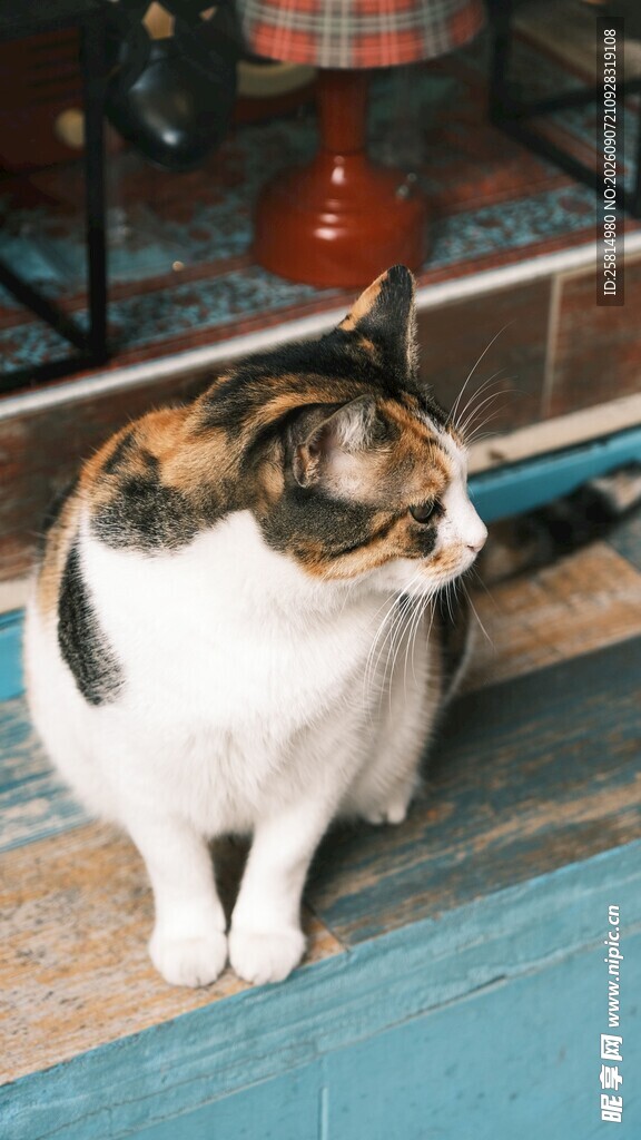 三色猫咪端坐凝视