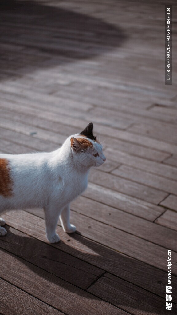木地板上的斑点猫咪