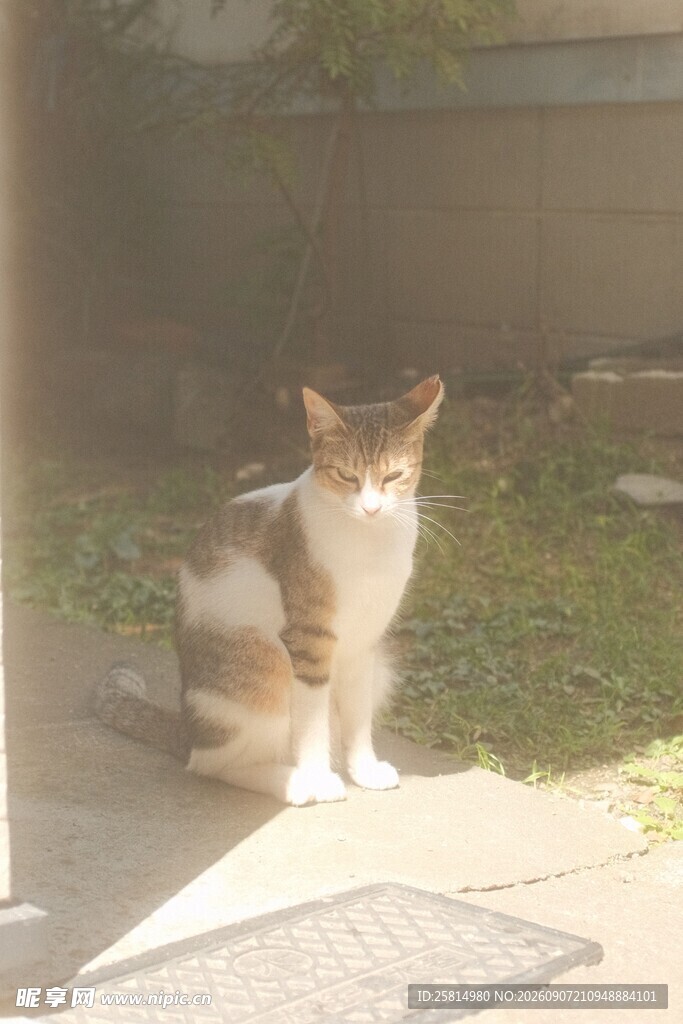 阳光下的三色猫咪