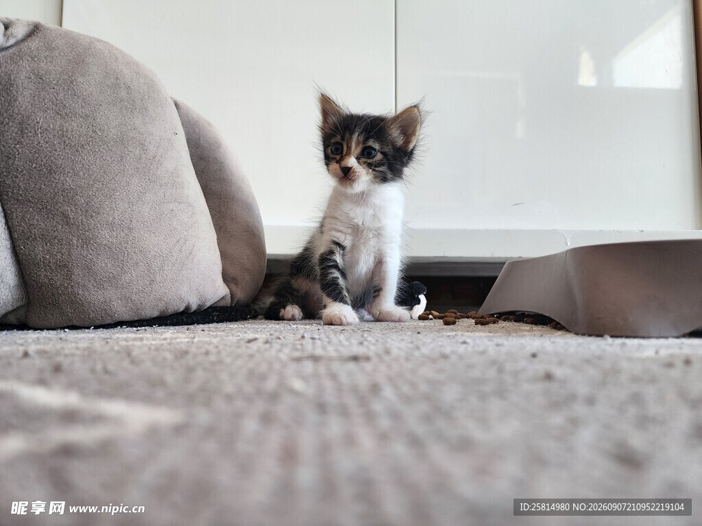 可爱小猫坐于柔软地毯上