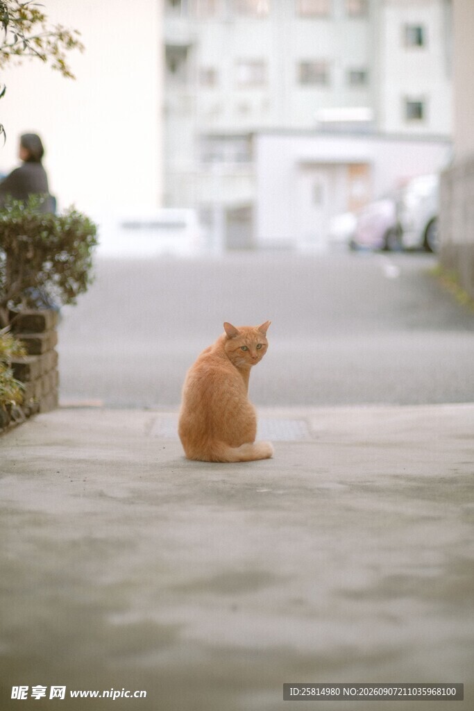街边独坐的橘猫