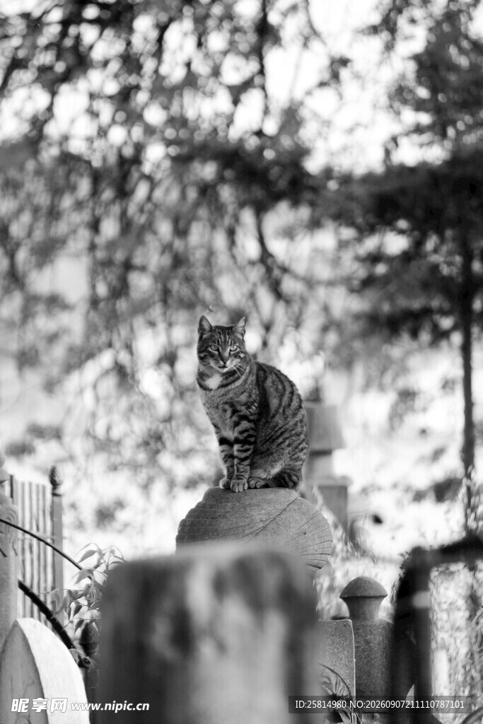 墓地中的神秘猫咪