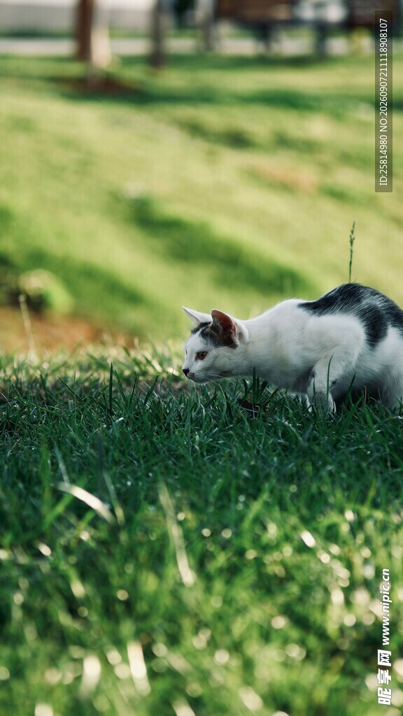 草地上的可爱黑白小猫