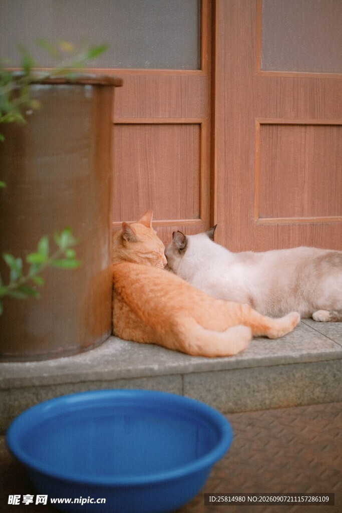 两只猫咪惬意躺卧门口