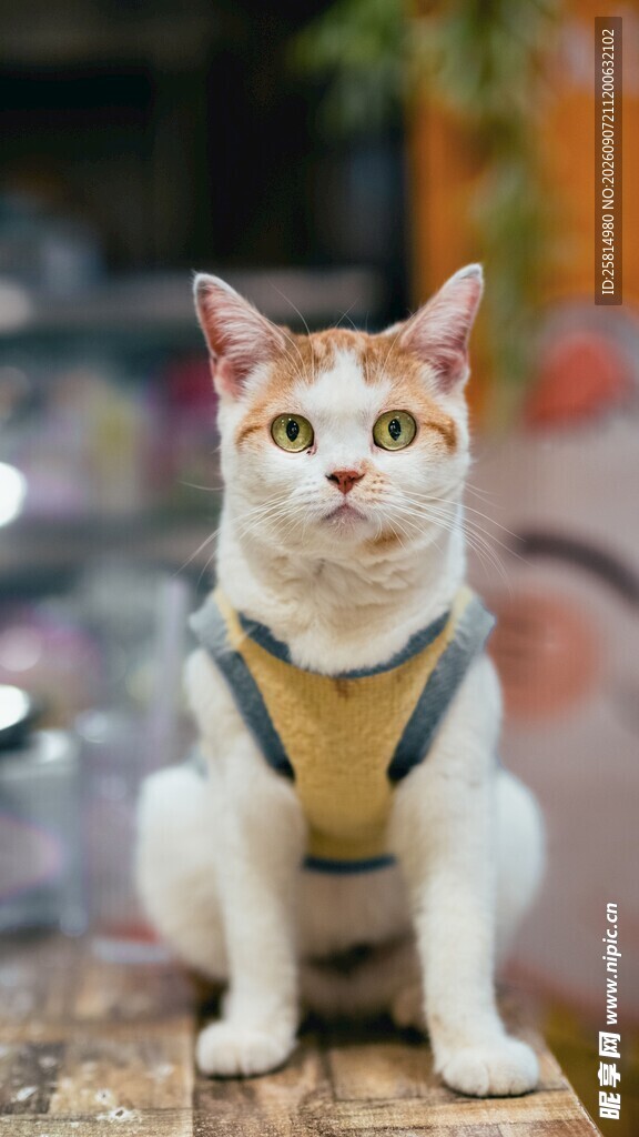 可爱三色猫穿背带坐立