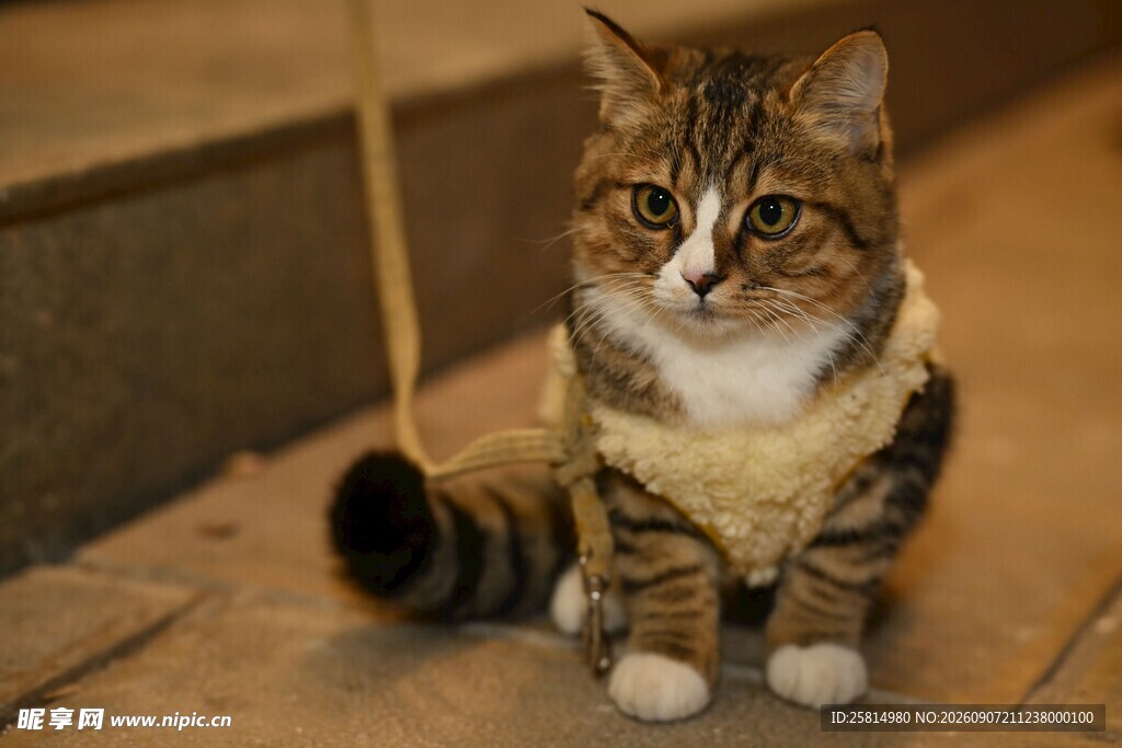 穿衣服的猫咪坐于台阶上