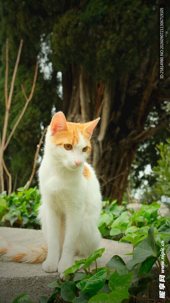 戴橘帽的可爱猫咪