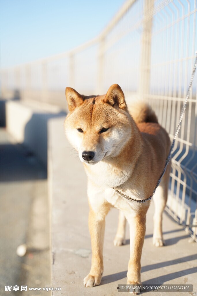 户外站立的可爱柴犬