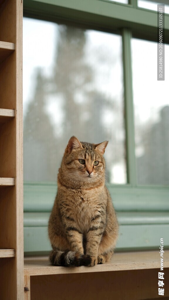窗边猫咪静坐