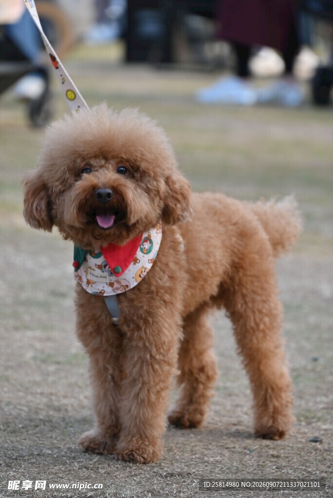 可爱泰迪犬户外戴巾模样