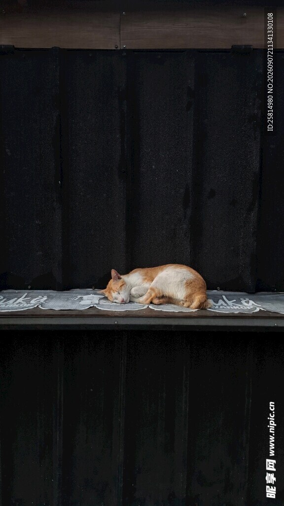熟睡的猫咪在黑色平台上