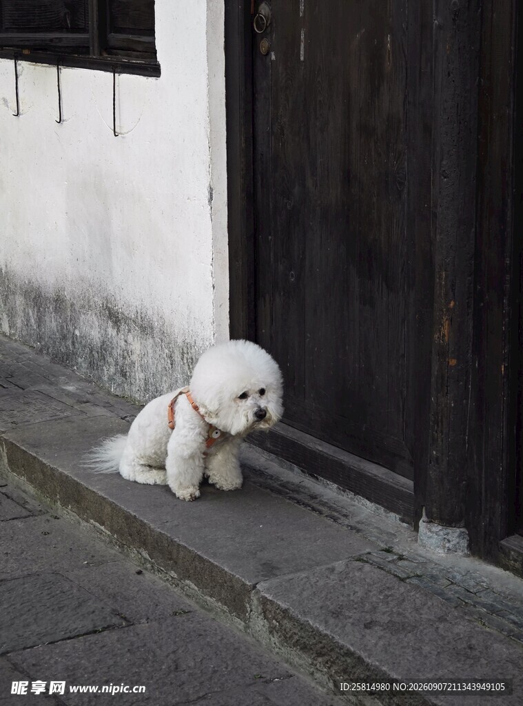 门边小狗静趴