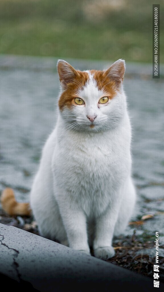 白身橘头猫咪坐于户外