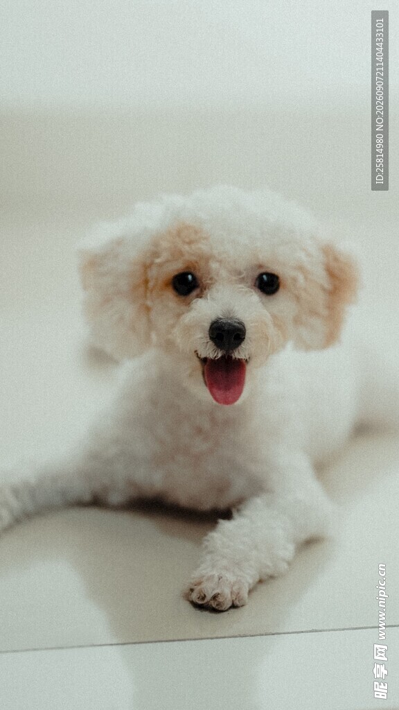 可爱比熊犬趴坐卖萌