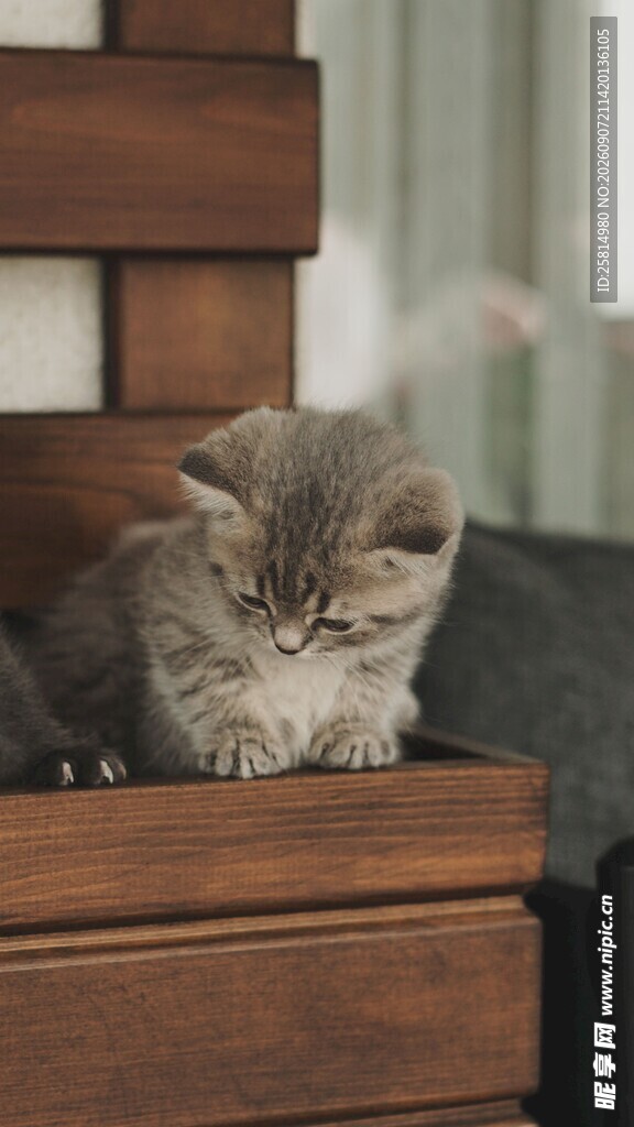小猫惬意躺卧在木抽屉