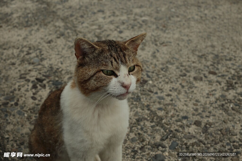 户外的棕白相间猫咪