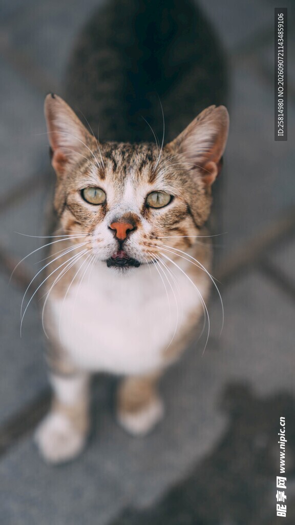 可爱猫咪抬头望