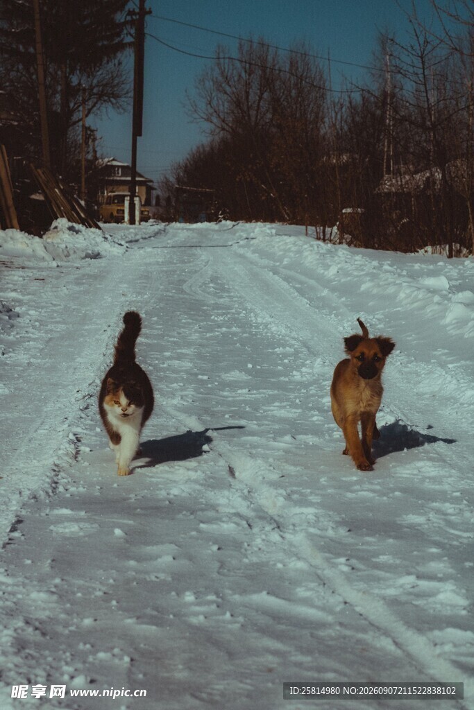 雪地中奔跑的两只动物