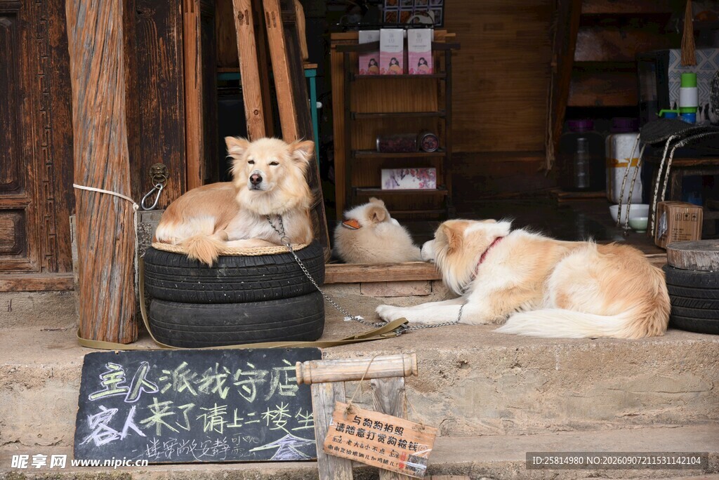 店内休憩的两只可爱狗狗