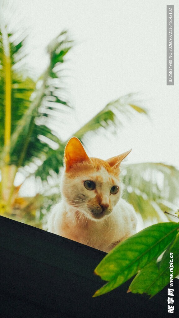 窗边橘猫与绿植
